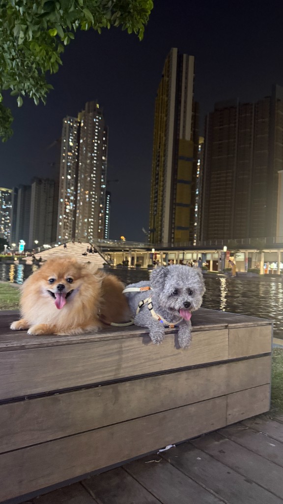 夜景下的都市遛狗時光