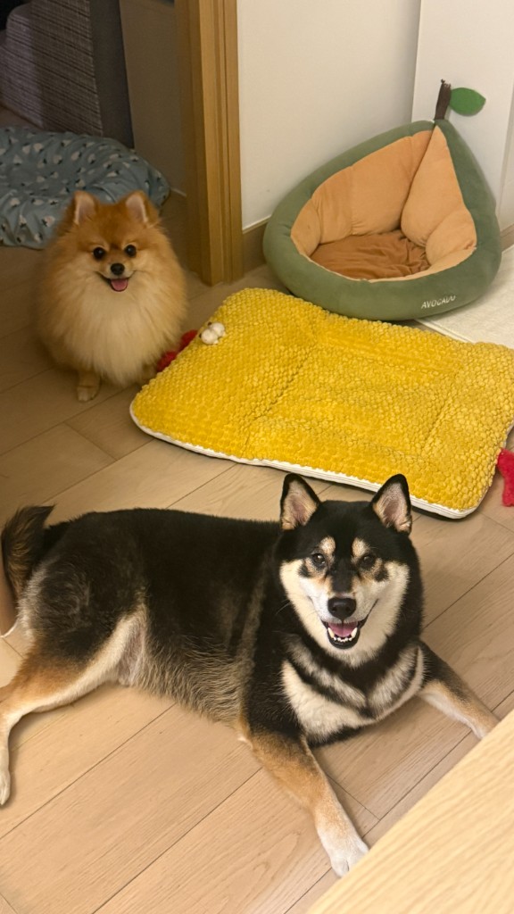 柴犬與波波的可愛組合