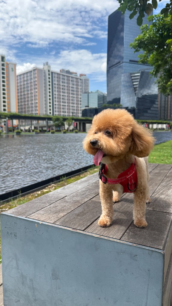 海濱長椅上的陽光午後