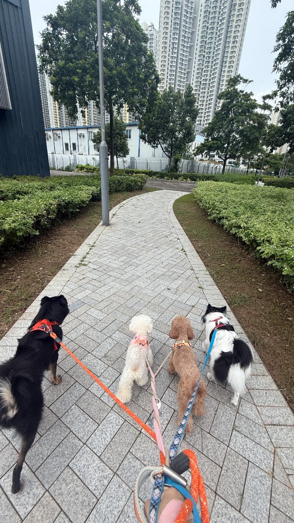 一次帶四隻狗散步的城市生活